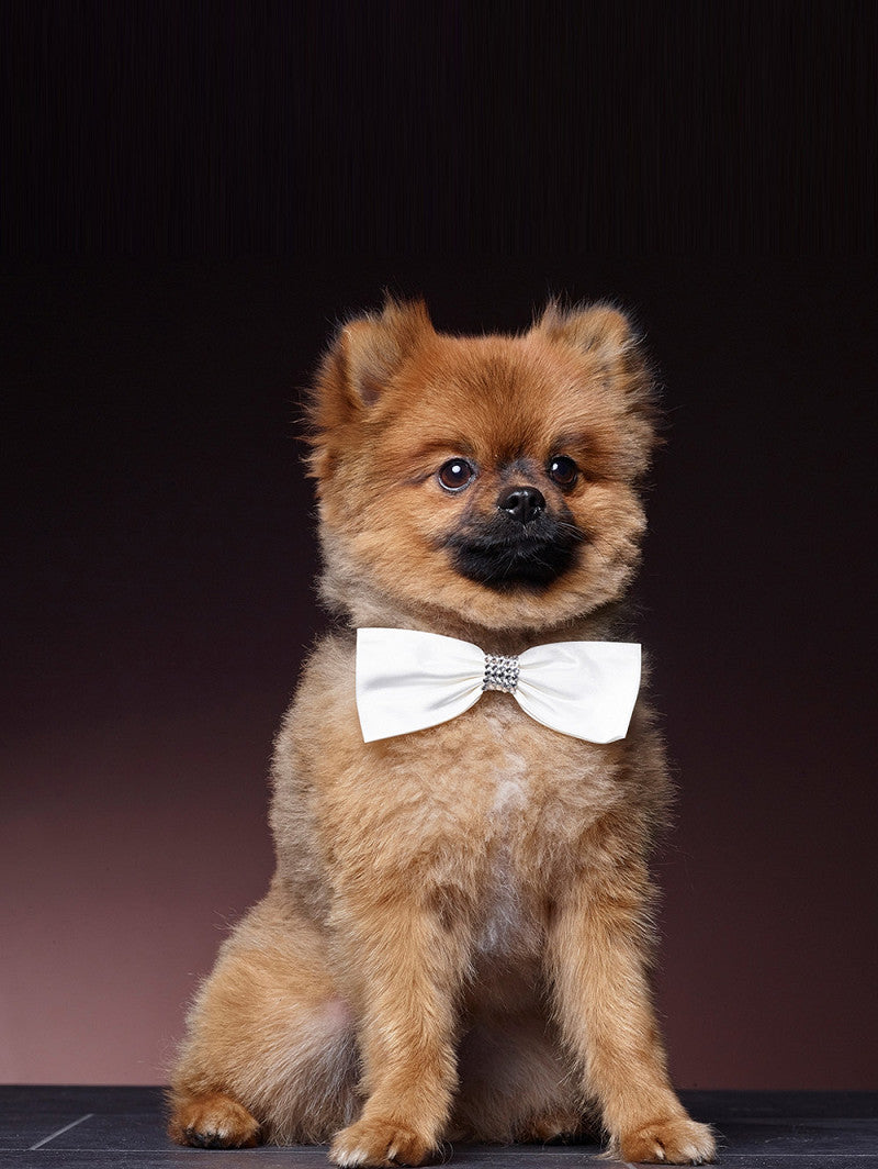 Poirier Dog Accessory In Ivory