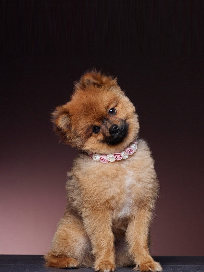 Poirier Dog Accessory In Blue